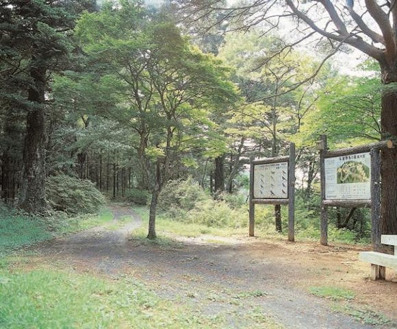 斗蔵山のウラジロカシ