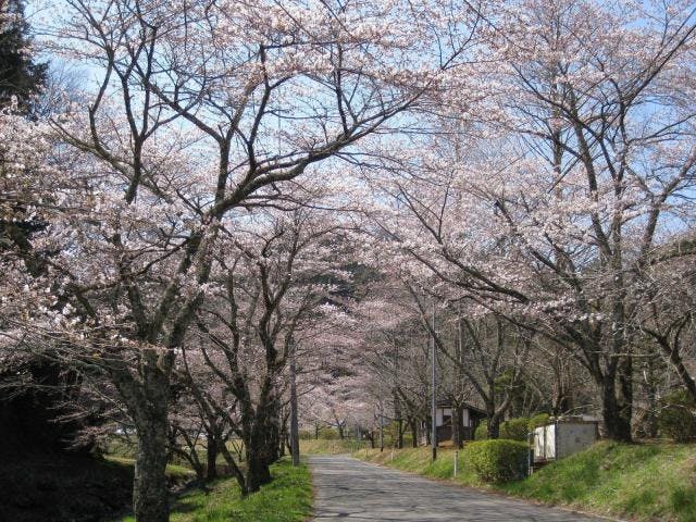 角田市の桜