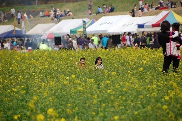 かくだの菜の花