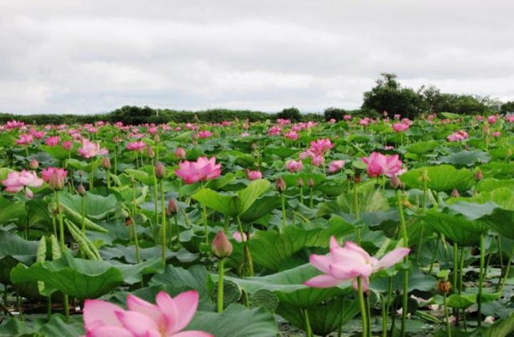 伊豆沼・内沼はすまつり（宮城県登米市）