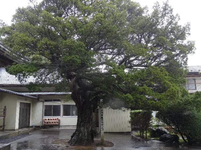 東昌寺のオンコ