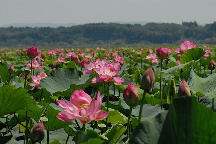 伊豆沼・内沼はすまつり（宮城県栗原市）
