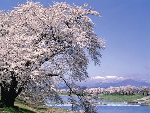 白石川堤一目千本桜