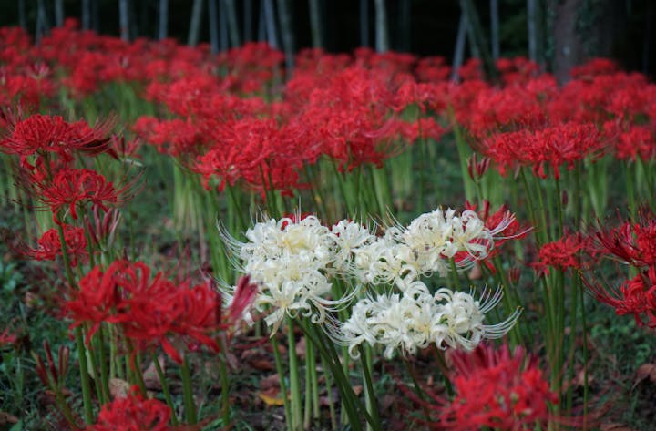 【2021年中止】しばた曼珠沙華まつり																	