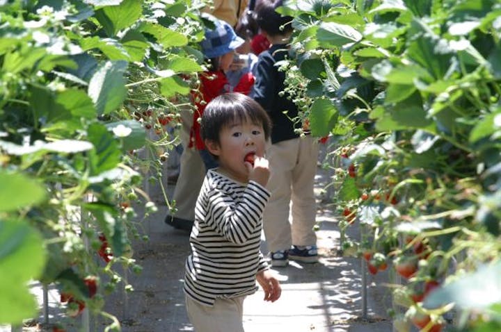 ＪＡみやぎ亘理　吉田観光いちご園