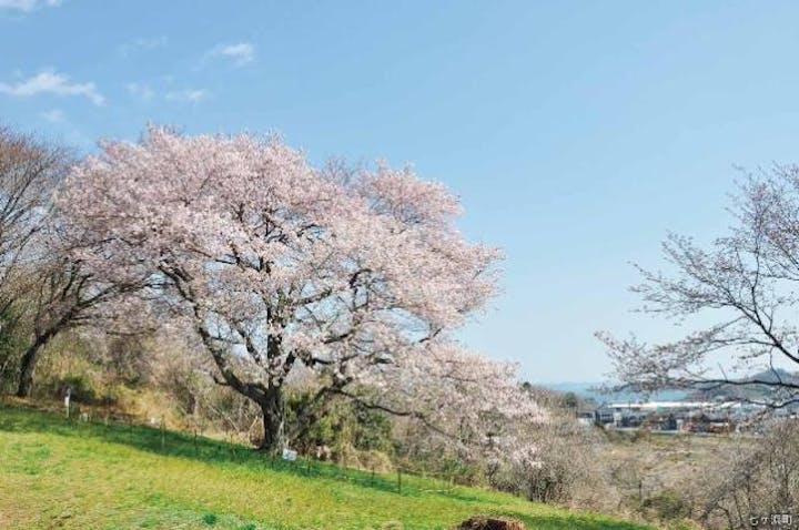 【関連イベント一部中止】大木囲貝塚桜紀行 