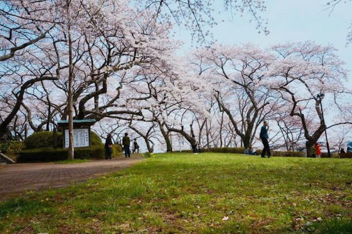館山の桜