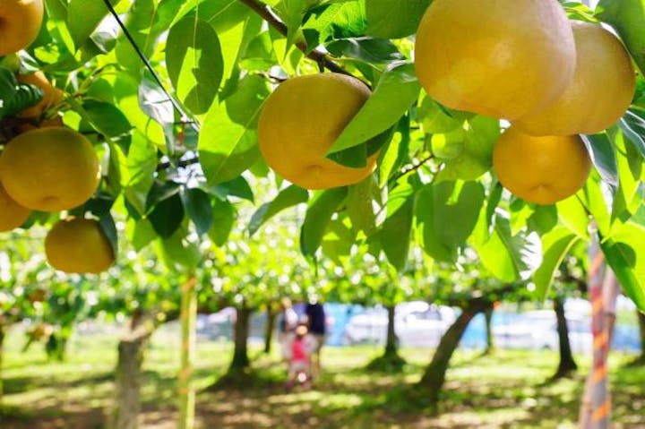 利府町観光協会観光梨園