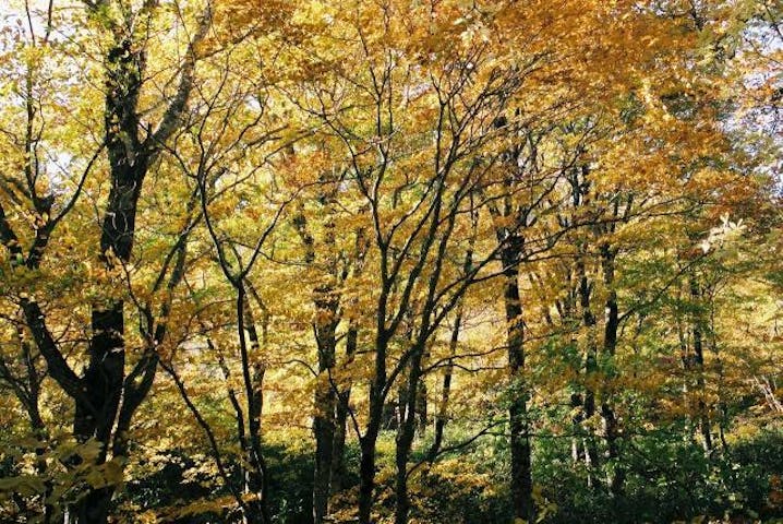 船形山のブナ・サワクルミ原生林