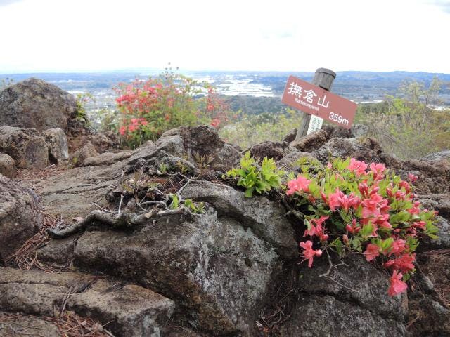 七ツ森のアヤメ・山ツツジ・タモ木