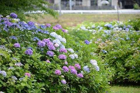 大衡中央公園 アソビュー 大衡中央公園 アソビュー