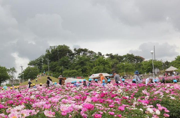 シャクヤクまつり