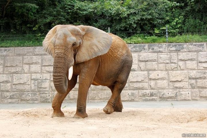 秋田市大森山動物園〜あきぎんオモリンの森〜