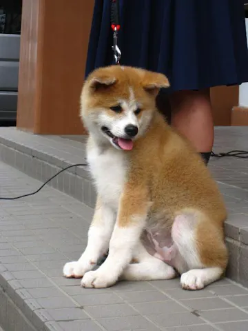 秋田犬 アソビュー