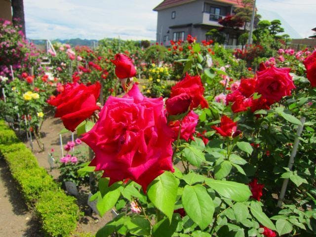 石田ローズガーデン