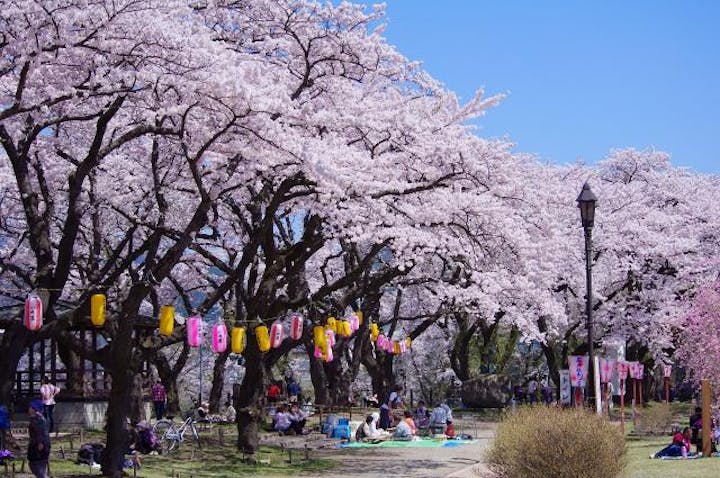 大館桜まつり