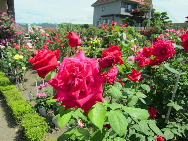 【2021年開催中止】大館バラまつり　シーズン１