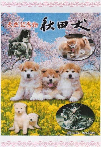 秋田犬保存会本部展