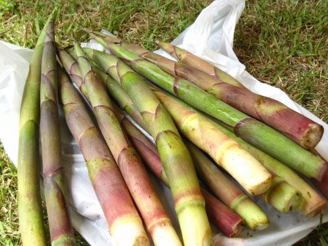 【中止】田代名産たけのこ祭り