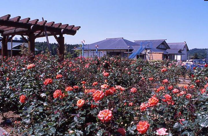 五峰苑のバラ園