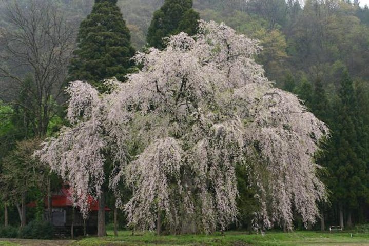 おしら様のしだれ桜