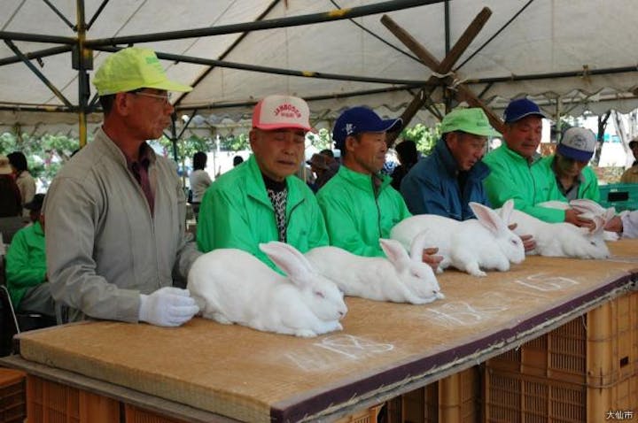 【2020年中止】全国ジャンボうさぎフェスティバル