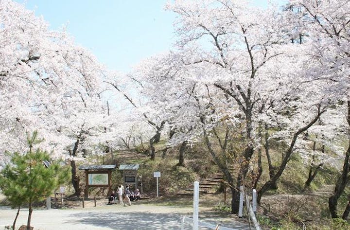 なかせん桜まつり