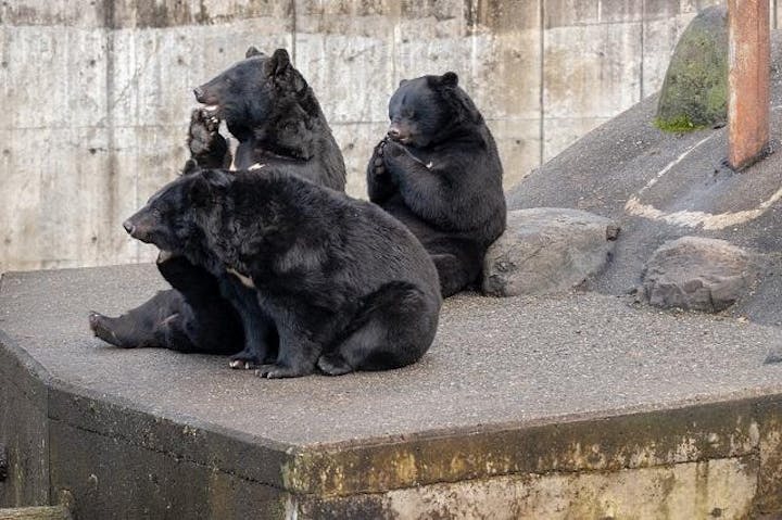 くまくま園 アソビュー