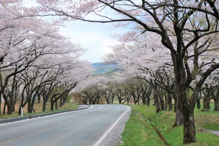 高野の桜並木