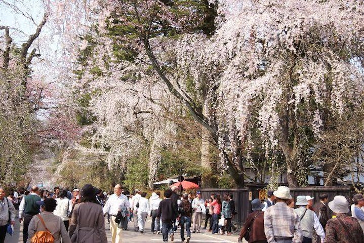 角館の桜まつり