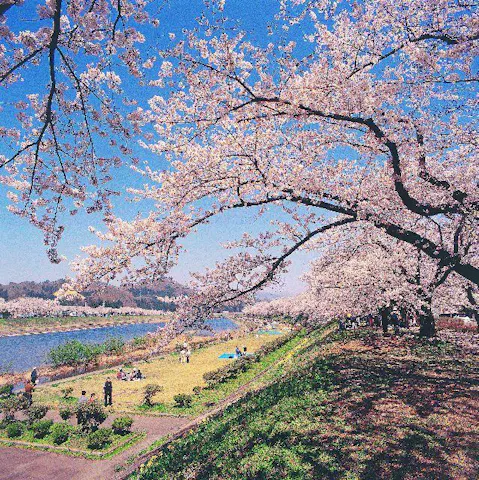 角館の桜まつり