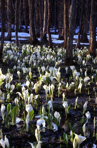 刺巻湿原水ばしょう祭り