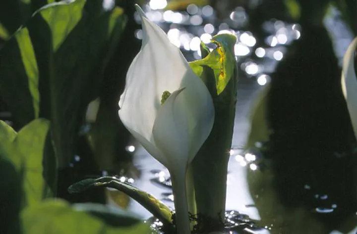 刺巻湿原水ばしょう祭り