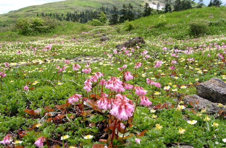 森吉山の高山植物