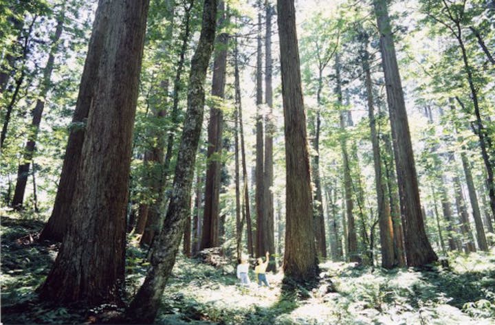 上大内沢自然観察教育林（山村広場・林間広場）