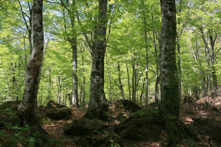 岳岱自然観察教育林