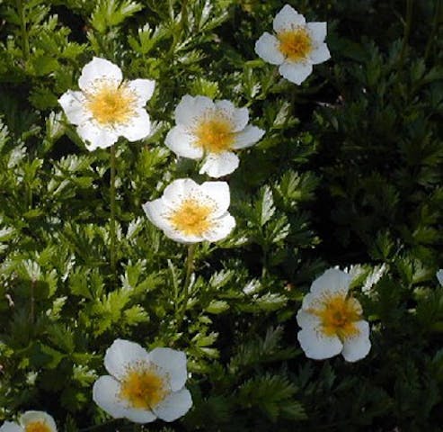 鳥海山の高山植物