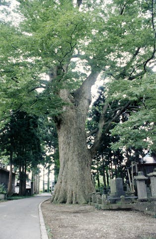 宝蔵寺の大けやき