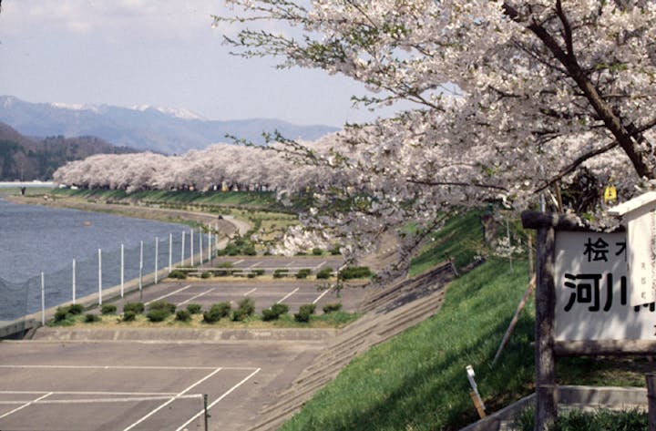 桧木内川堤のソメイヨシノ