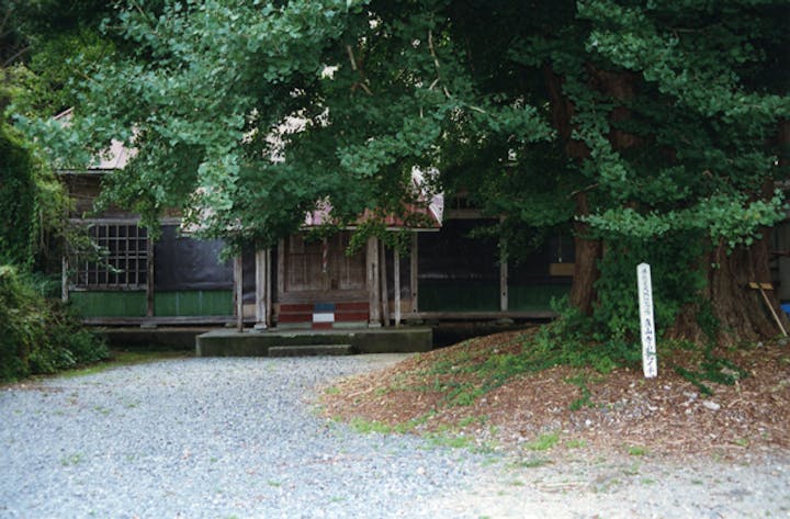 真山寺の乳いちょう