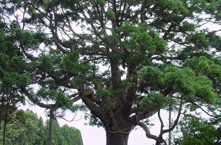 造山の傘杉