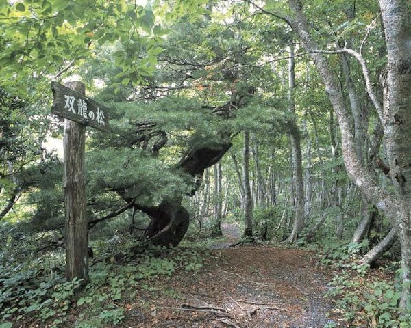 蔵王中央高原散策路