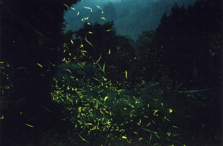 小野川温泉ほたるまつり※中止