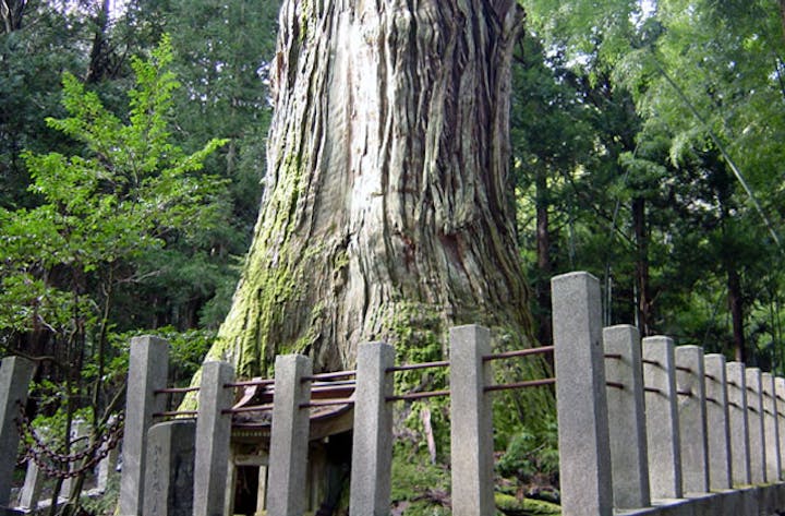 熊野神社の大杉