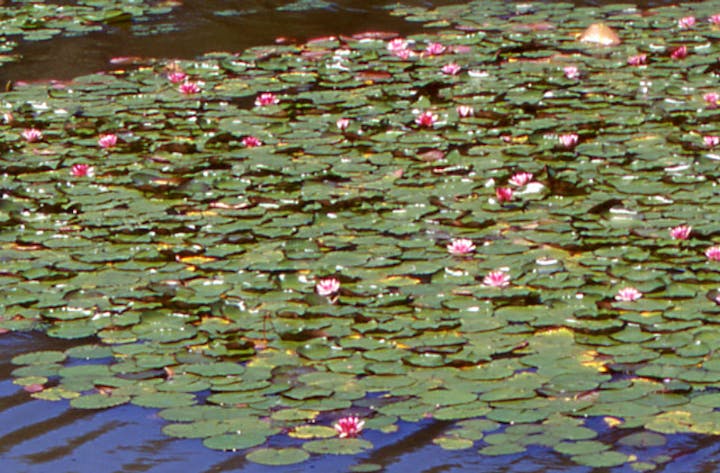 大山下池・上池の蓮の花