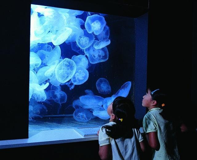 水族館 東北 の遊び 体験 アソビュー