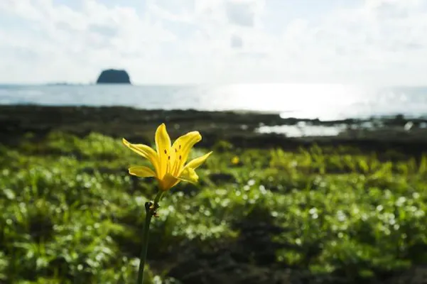 飛島のトビシマカンゾウ アソビュー
