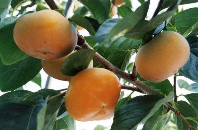 スポットの写真