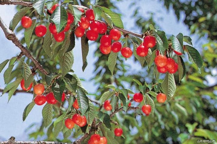 観光さくらんぼ村