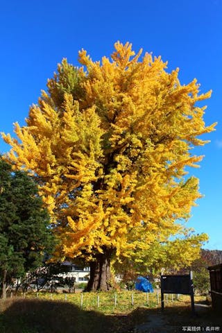 遍照寺の大イチョウ